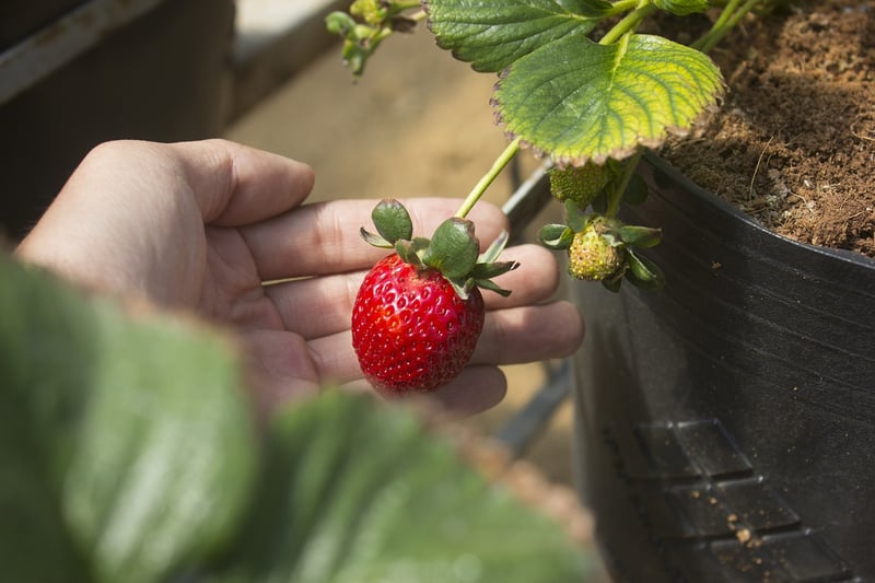 Fruit Growing