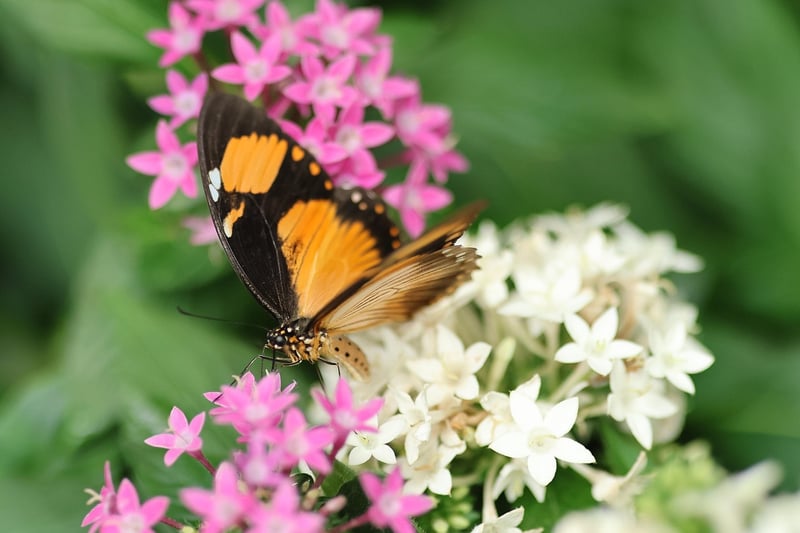 Pollinator Habitats