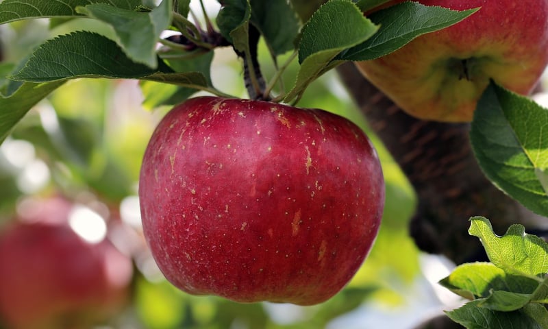 Apple tree
