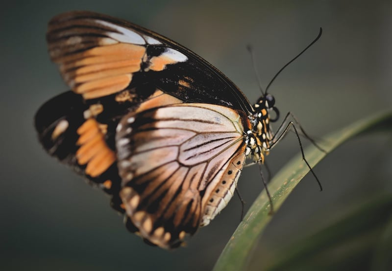 Butterfly on a flower