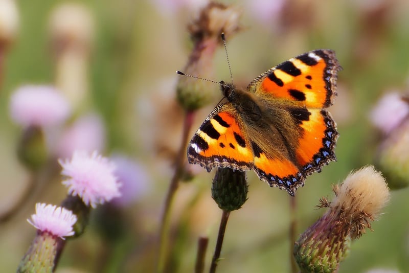 Butterfly on flower